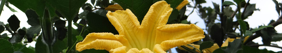 Natural Cosmetics-Health Foods-Herbal Teas-Himalaya-SOS Organics